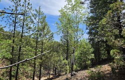 TBD L Bird Point Dr, Cotopaxi, CO 81223