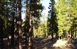 269 Big Cedar Lane lot: 289, Portola, CA 96122