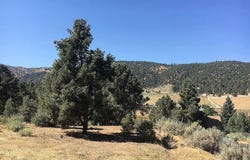1329 Jay Court, Frazier Park, CA 93225