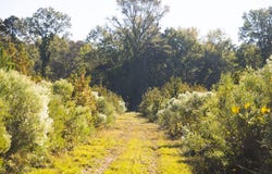 Hempstead 272, McCaskill, AR 71847