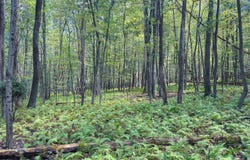 002 Trophy Drive, Pine Grove, PA 17963