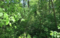 1023 S Peach Ave, Tyler, TX 75701