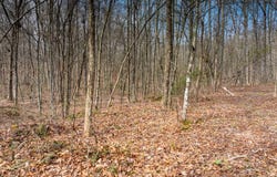 3 Viola Drive, Sparta, TN 38583