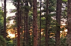 Zorn Rd, Rye, CO 81069