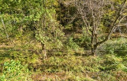 Brown Bear Hollow Road, NORTHFORK, WV 24868