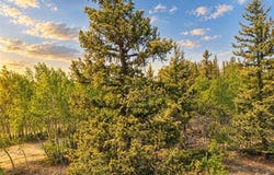 126 S Quarter Horse Road lot: 29, COMO, CO 80432