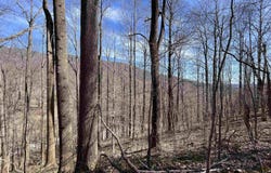 BEECH GROVE RD, ROSELAND, VA 22967