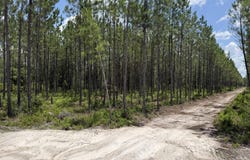Corbitt Road lot: 5, Manor, GA 31550