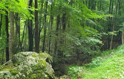 Throncliff Drive lot: 81, Seven Devils, NC 28607