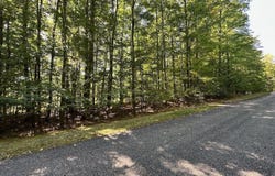Olympia Fields, Bellaire, MI 49615