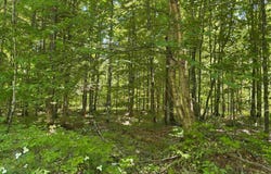 Osborn Drive, McMillan, MI 49853