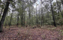 Smith Rd, Woodlawn, AR 71665