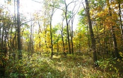 Gamble Hill Road, HANOVER, IL 61041