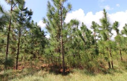 Willingham Road, Ochlocknee, GA 31773