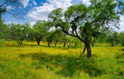 509 Sandy Lane Rd, Mason, TX 76856