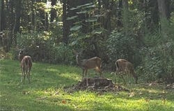 1142 County Road 285, Five Points, AL 36855