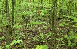 Parcel 1 Maple, Benzonia, MI 49616