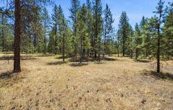 E Owens Rd, Chattaroy, WA 99003