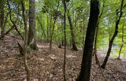 SONYAS RD, Toxey, AL 36921
