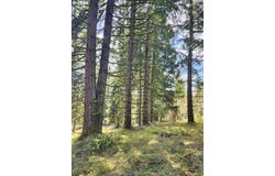 Bolton Hill, Veneta, OR 97487