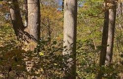 Sepelo Way lot: 5, Efland, NC 27243