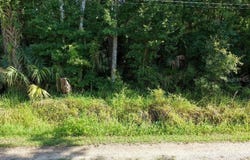 GOBBLER Road, ASTOR, FL 32102