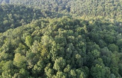 Flatwoods Run, Sutton, WV 26601