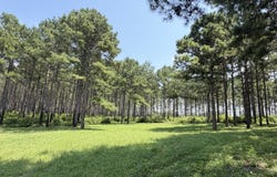O County Road 355, Elba, AL 36323