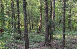 TV Tower Road, Kinder, LA 70648