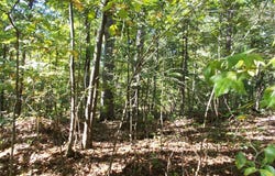 Bounty Ln, CAMDEN, TN 38320