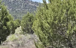 7434 N Elk Run Trail, Williams, AZ 86046