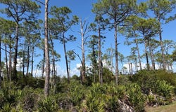 Museum Dr, Cedar Key, FL 32625
