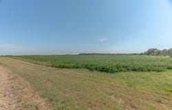 CR 244, Wynne, AR 72396