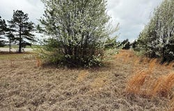 W Grizzly Dr, DeKalb, TX 75559