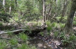 012 George Milling Rd, Cuthbert, GA 39840
