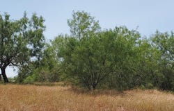 CIRCULO PARADISE, SAN BENITO, TX 78586