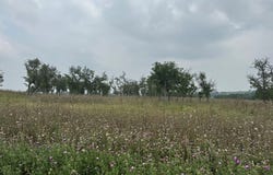 Badger Ridge Rd, Fredericksburg, TX 78624