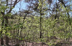 Gumbo Woods lot: #94, Shell Knob, MO 65747