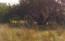 Whiskey Trail, Blanco, TX 78606