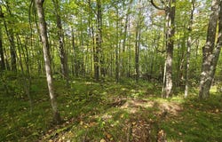 Woodcrest Drive lot: 30, Cable, WI 54821