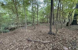 1515 Big Oaks Rd, Avinger, TX 75630