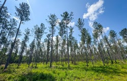 County Road 35, Midway, AL 36053