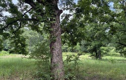 5 Acres Smith Rd, Texarkana, AR 71854