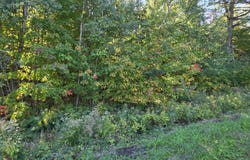 E NorthShore Dr, Sugar Island, MI 49783