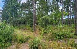 Addidas Street, Eutawville, SC 29048