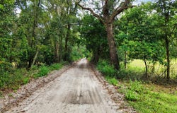 590 NW 20th Ave, Bell, FL 32619