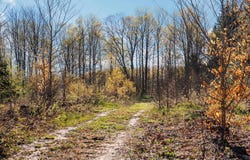 E 20 Road, Mesick, MI 49663