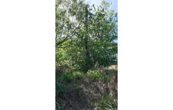 1419 Kayroe, Adkins, TX 78101