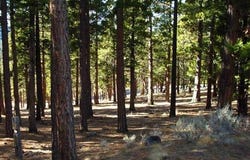269 Big Cedar Lane lot: 289, Portola, CA 96122