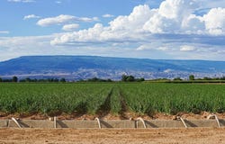 Banner Road, Delta, CO 81416